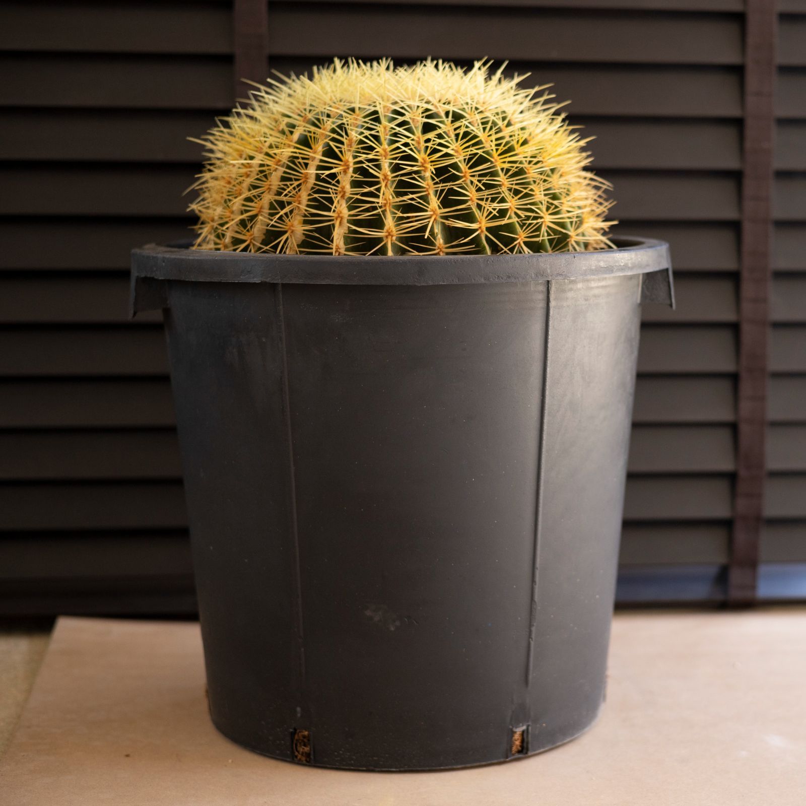 金鯱サボテン12号36cmセーナリー鉢