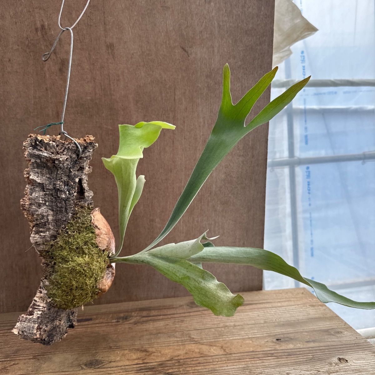 Summerセール☀️¥16,800→¥14,500ビカクシダ　アルキコルネ Summerセール☀️¥16,800→¥14,500ビカクシダ アルキコルネ ビカクシダ