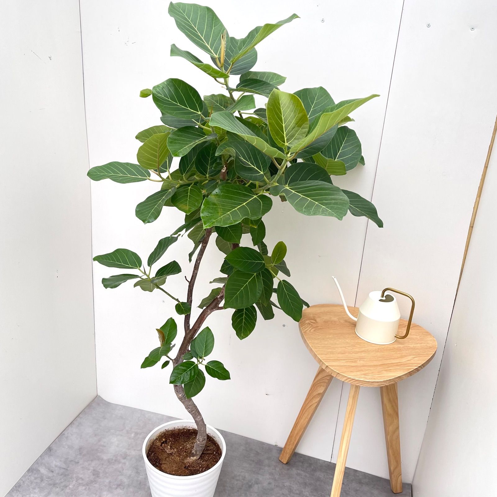 現品 観葉植物