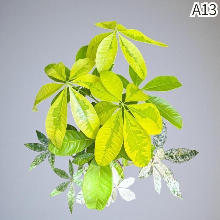 パキラ ムーンライト ① パキラ ミルキーウェイ × ムーンライト｜塊根