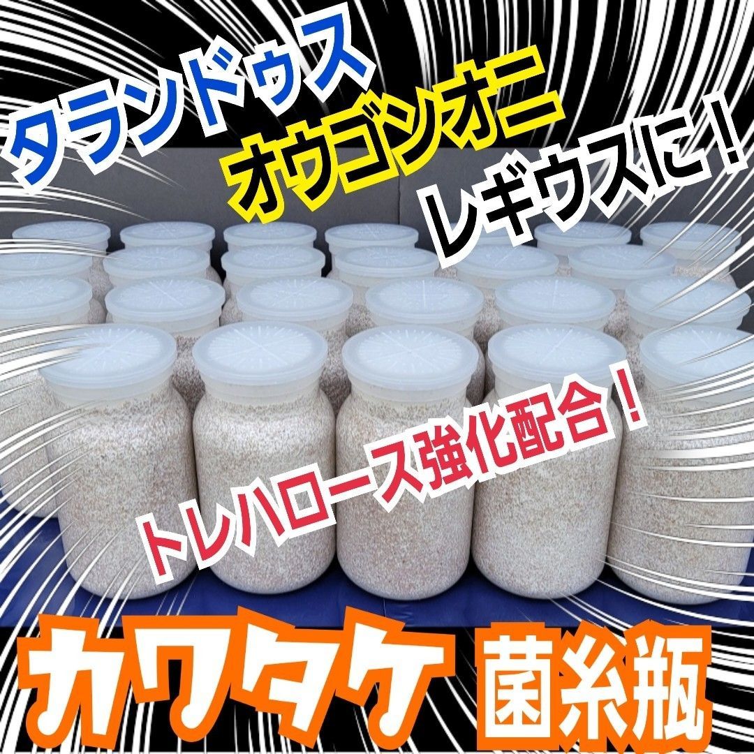 クワガタ全般に使えます！　カワラ菌糸瓶【6本】特殊アミノ酸など栄養添加剤強化！ 貴重！黒アワビタケ菌糸瓶【6本セット】特殊アミノ酸強化配合