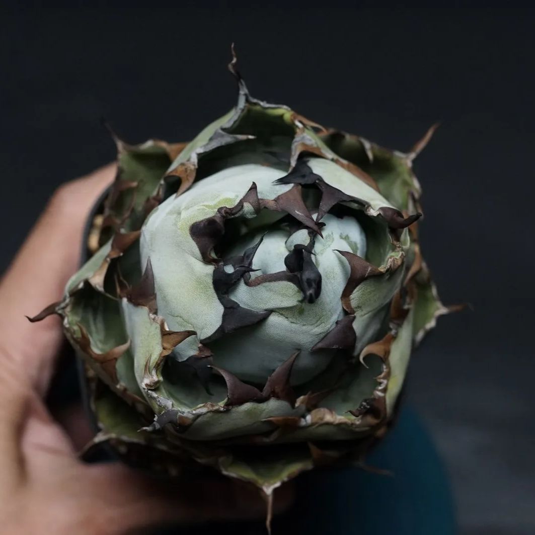 Agave titanota アガベ チタノタ ブラック＆ブルー 管理2391 STEELWINDOWSANDDOORS_COM