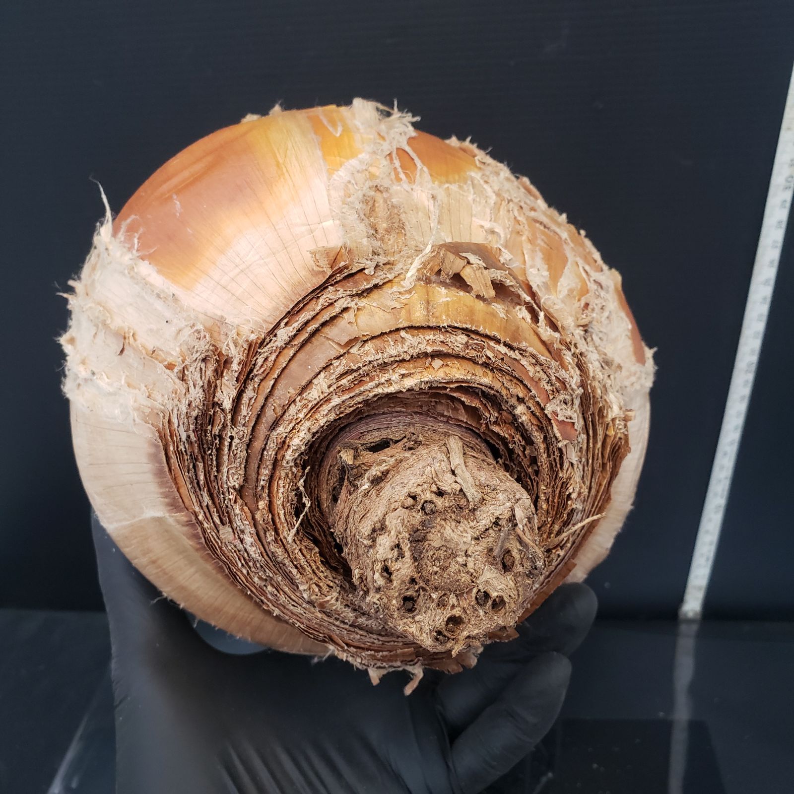 ハエマンソイデス