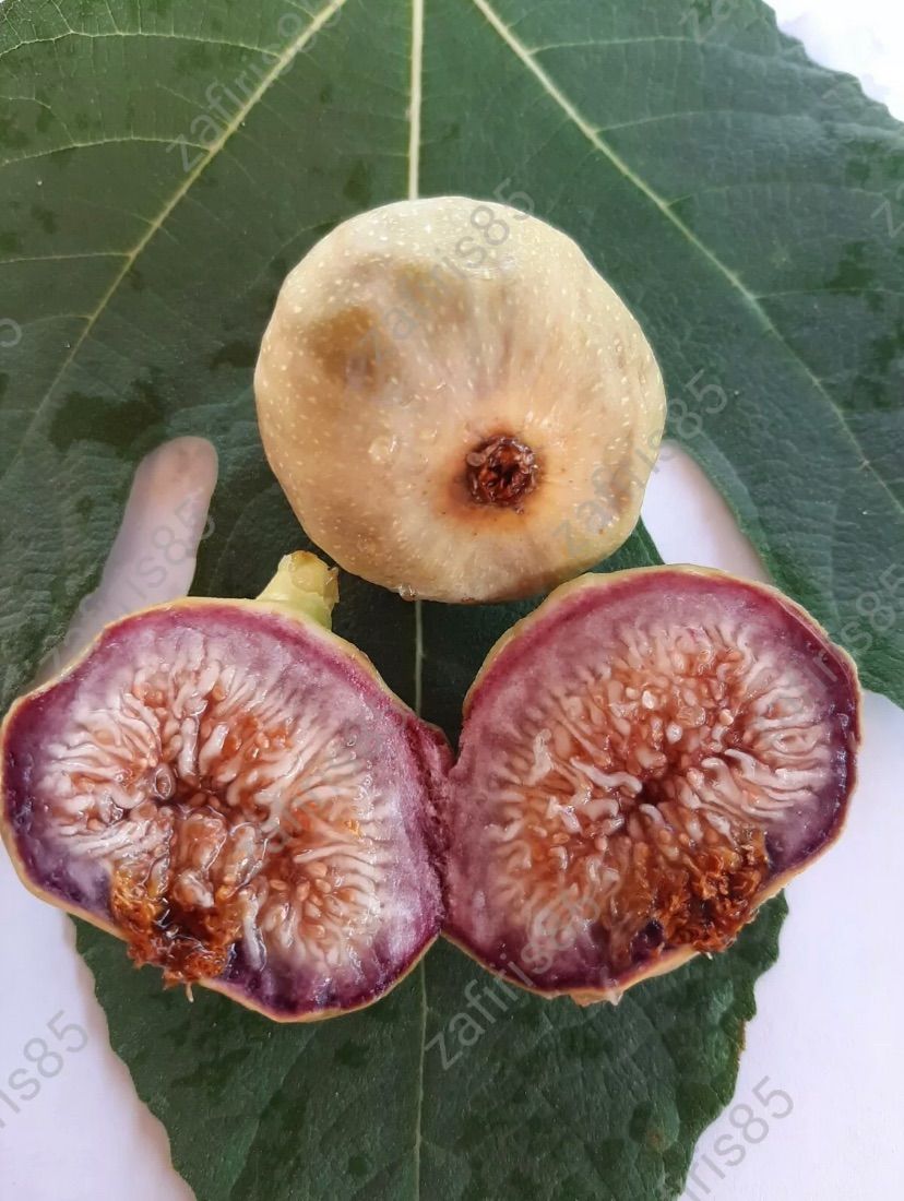 イチジク苗木 Mutante venato（ミュータント・ベナト） 5号