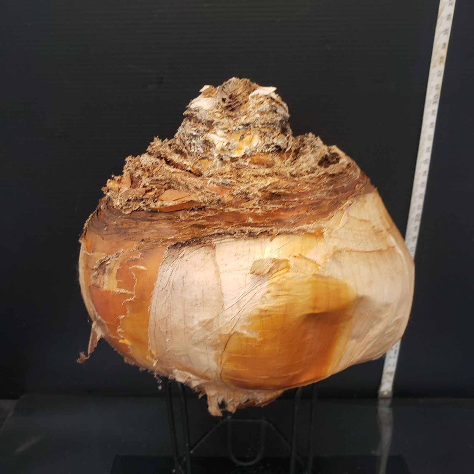 Z405 最新到着 Boophane ハエマンソイデス 現地球 抜き苗 球根植物 ブーファン ハエマンソイデス