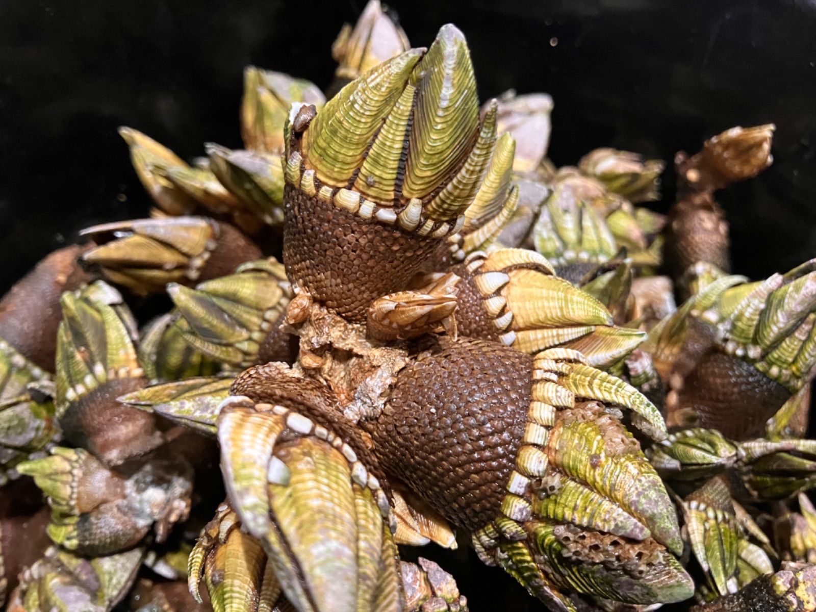【送料無料】冷凍ヤドカリ60個(殻付き)　石鯛　黒鯛　釣り餌　カメノテ付き 冷凍ヤドカリ60個 冷凍カメノテ500g 石鯛 黒鯛 釣り餌 - メルカリ