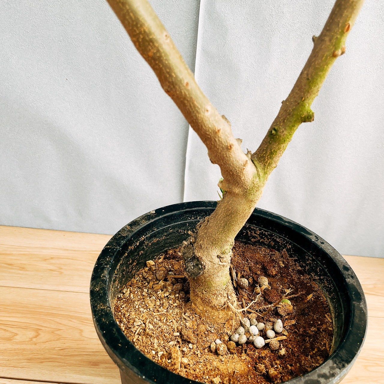 新品】ブラントンブラック 2本セット ブラントン ブラック – 酒類