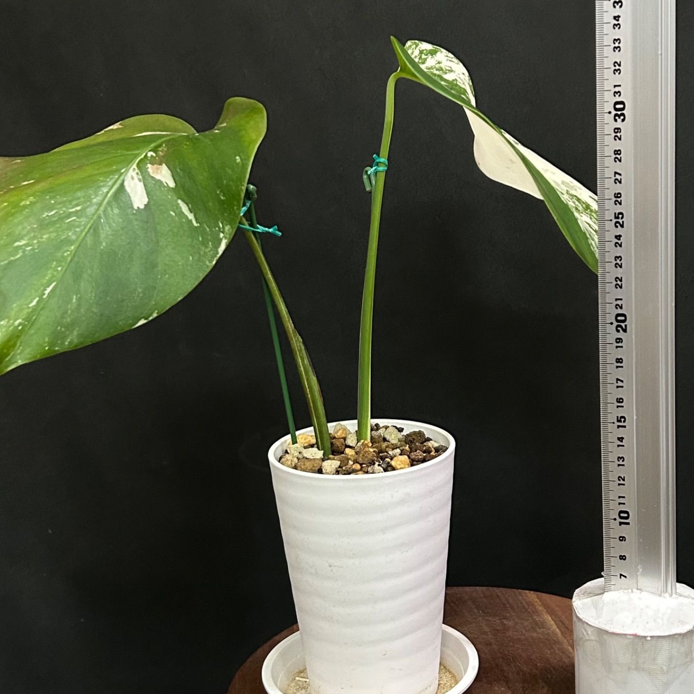 斑入りモンステラ 抜き 観葉植物 斑入りモンステラ 大苗 抜き苗