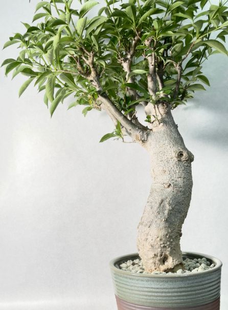 富士ブナ　ぶな　山毛欅　大品盆栽　引取り限定　植物　シンボルツリー m24845509716_1.jpg?1753875413