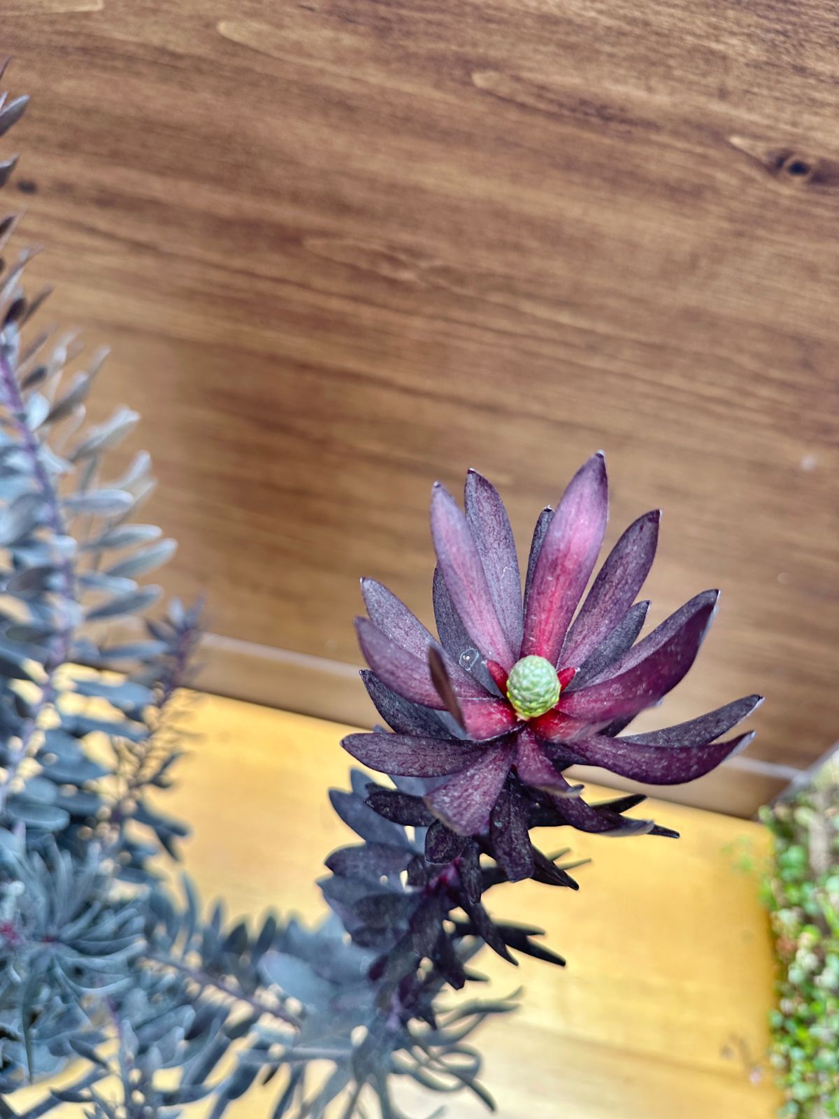 希少 『リューカデンドロン デュリフ』 オージープランツ 希少×黒葉×大株】④ リューカデンドロン デュリフ オージープランツ 7