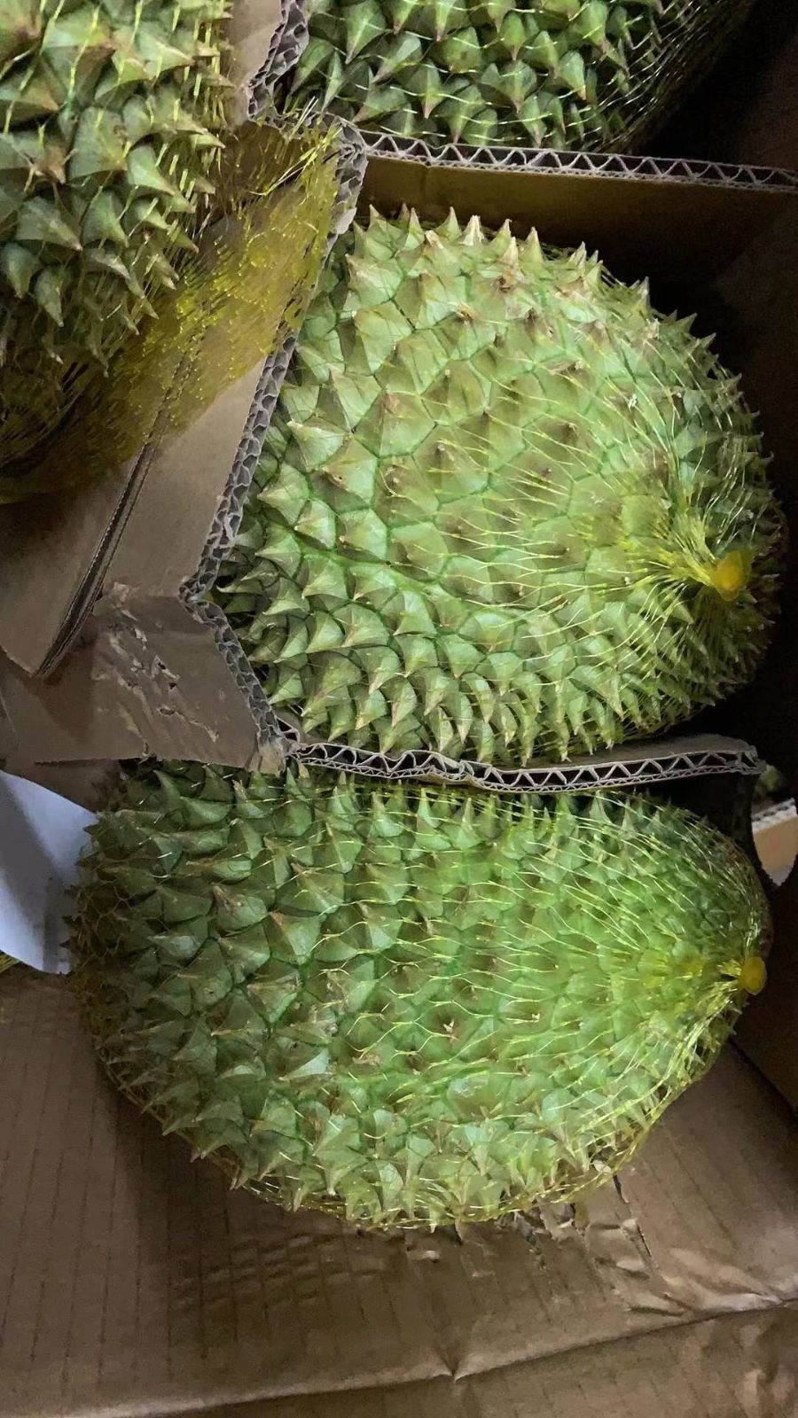 ベトナム産 ムサンキング 生ドリアン 1個 3.0-3.3kg