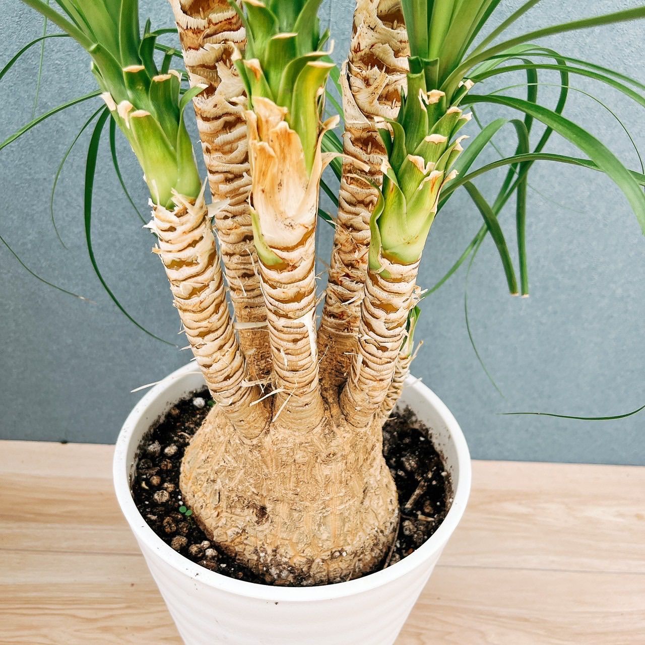 ノリナ トックリラン 観葉植物 大型