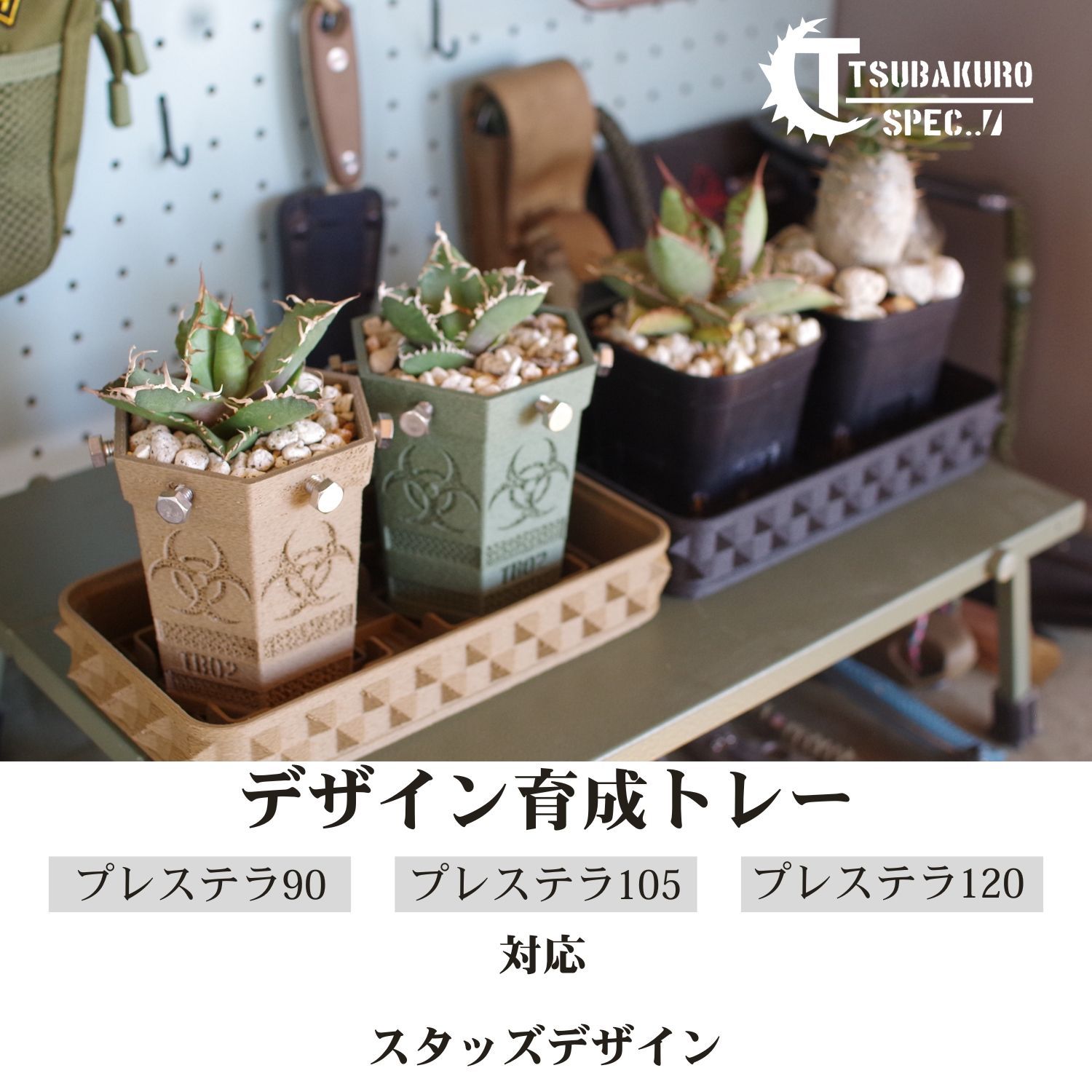 チタノタ パキポディウム