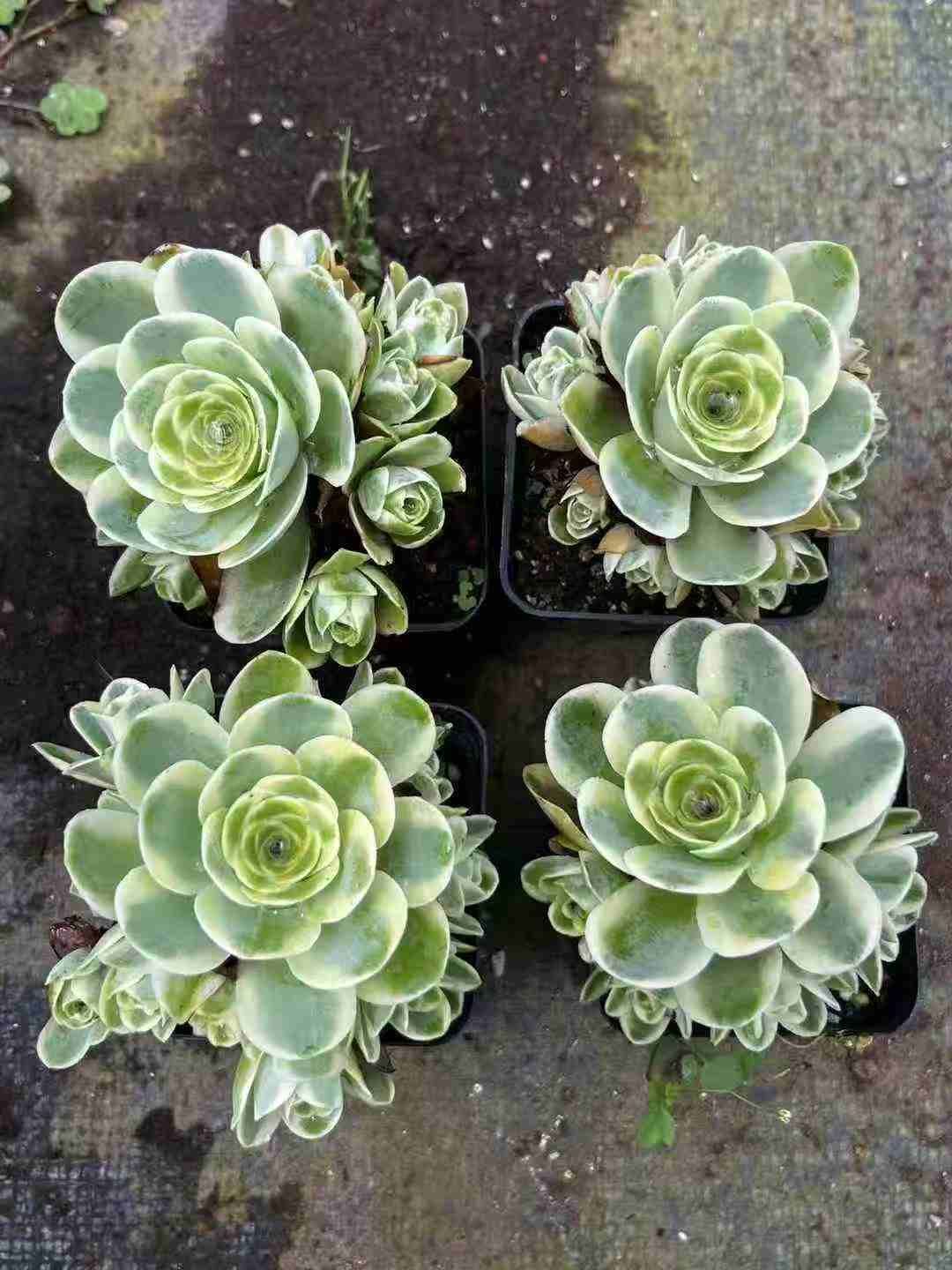 新入荷 ジローズ錦 WBLHF2101×63鉢 抜き苗 多肉植物