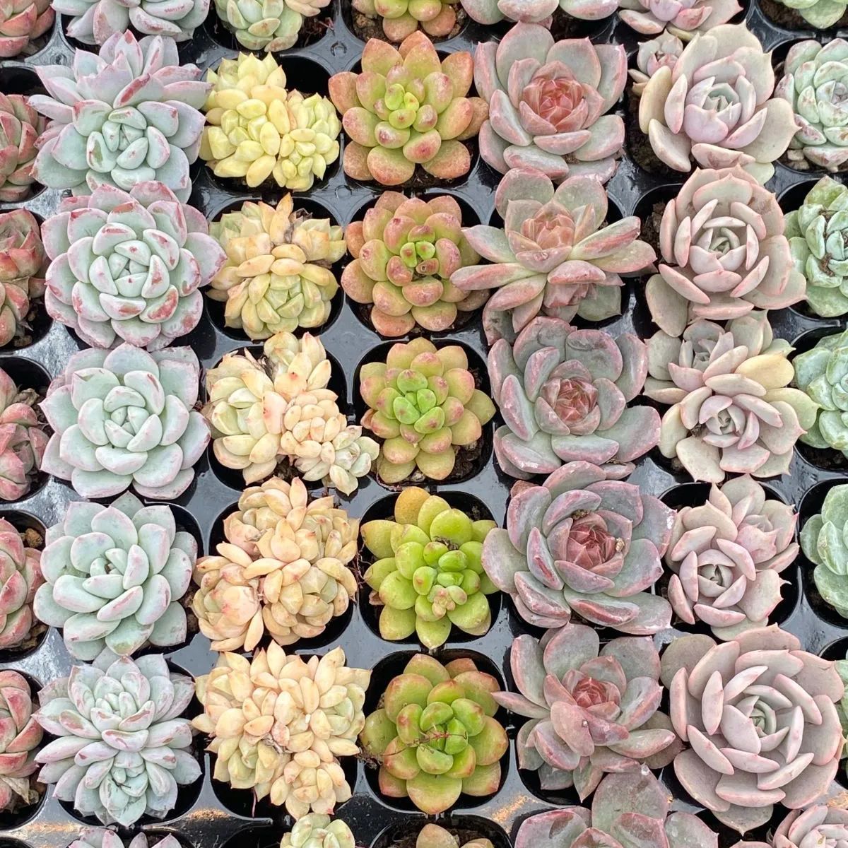 D セル苗105個セット✨多肉植物　エケベリア　詰め合わせ　寄せ植えに!! ⑬セル苗105個セット✨多肉植物 エケベリア 詰め合わせ 寄せ植え