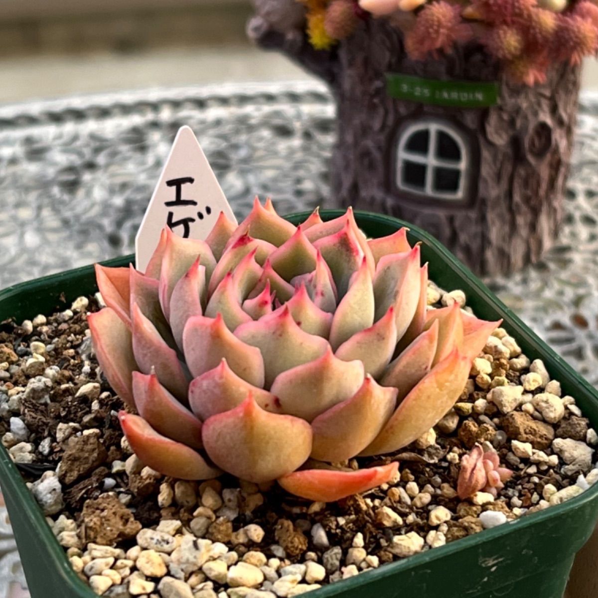 多肉植物 ☘️ エゲリア 抜き苗 - メルカリ 多肉植物 ☘️ エゲリア 抜き苗 - メルカリ