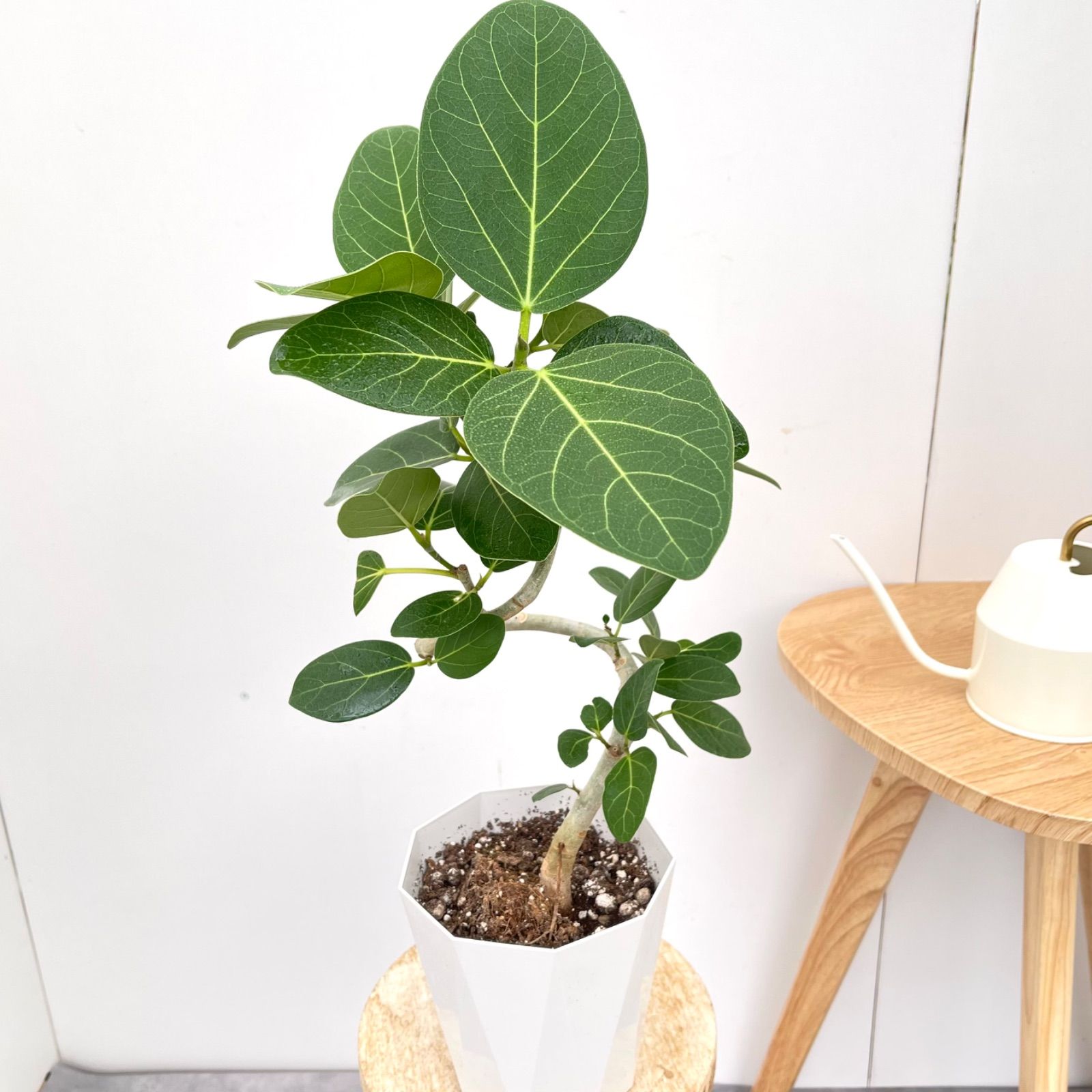 フィカス ベンガレンシス 曲がり 1【現品】観葉植物 室内 5号