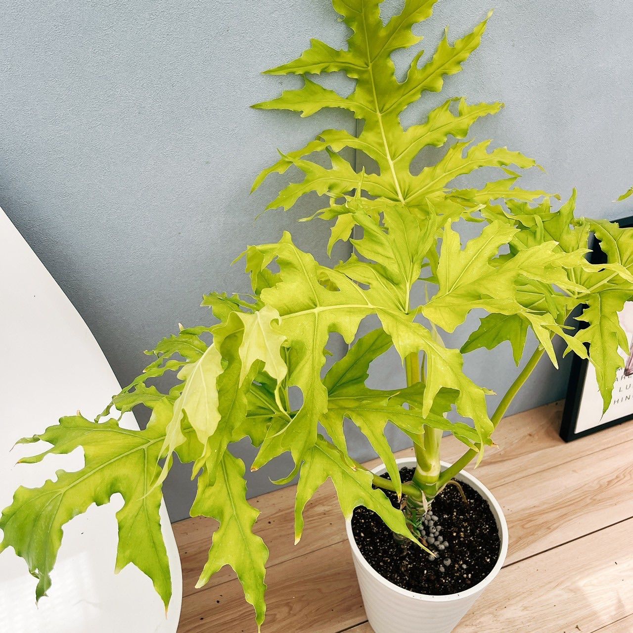 現品］【希少】☆人気☆ 93番 フィロデンドロン セローム ゴールド