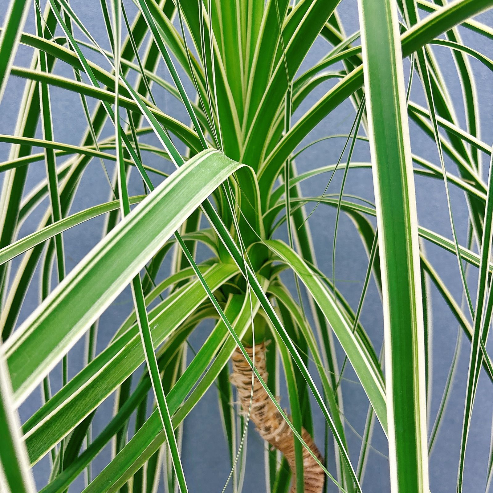 レクルバータ バリエガータ