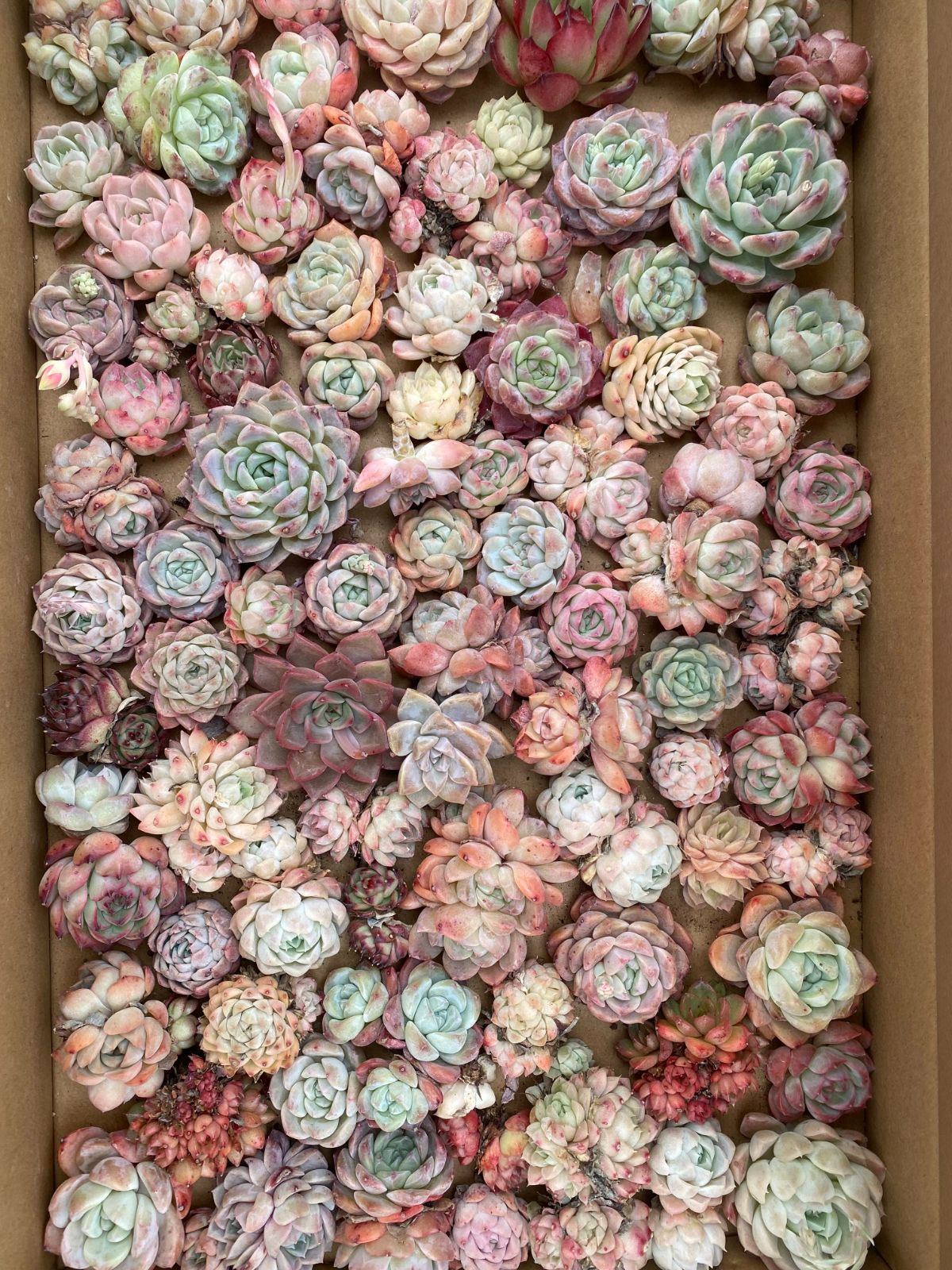 新品種◎リアナ◎多肉植物 カット苗 韓国苗 エケベリア等 エライナ◎多肉植物 カット苗 韓国苗 エケベリア等 - メルカリ