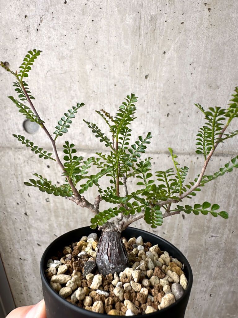 パキプス 陶器鉢 根挿し3〜4年目 オペルクリカリア・パキプス オペルクリ