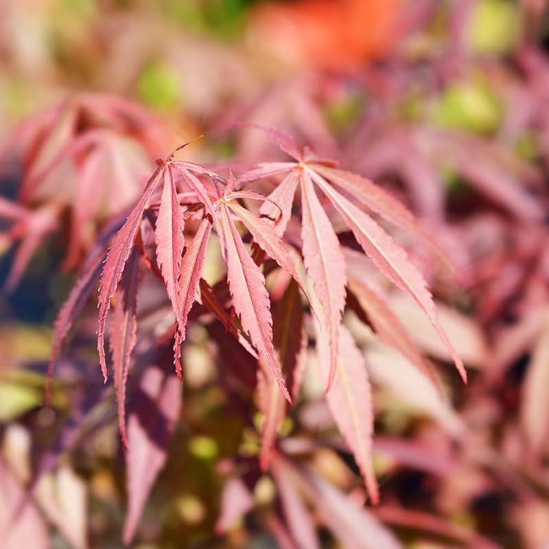 ＩＴＡＮＳＥ モミジ スケーターズ 4号 1個売り 品種で選べる花木苗 学名 Acer palmatum Skaters ムクロジ科カエデ属 耐寒性落葉中低木 原産地 日本 アメリカなど 別名 もみじ 紅葉 楓 1