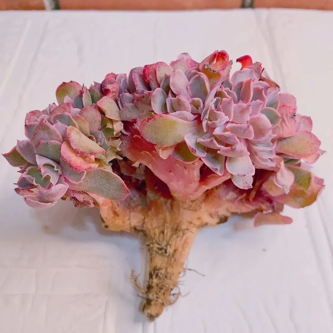 訳あり特価品◎フィレンツェ◎多肉植物 カット苗 韓国苗 エケベリア等 フィレンツェ多肉植物 韓国苗 綴化 大❣ レア k - メルカリ