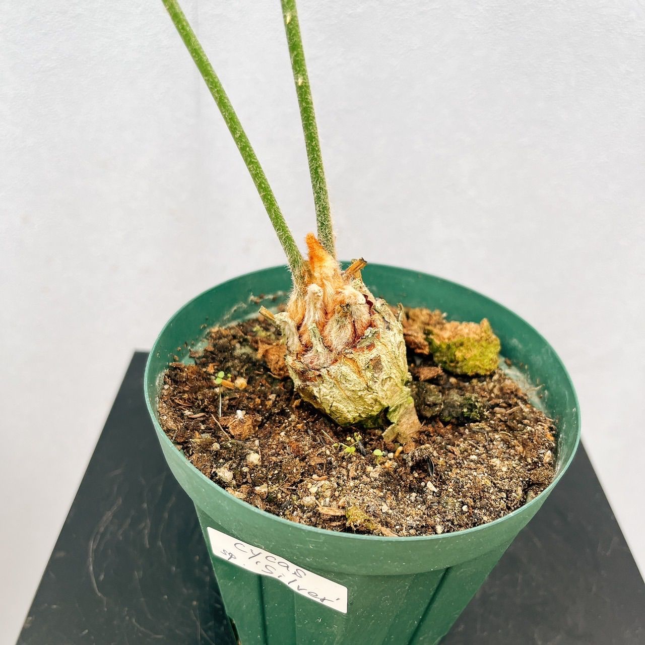 現品］【希少】E サイカス タイシルバー 実生 蘇轍 観葉植物 レア 6年