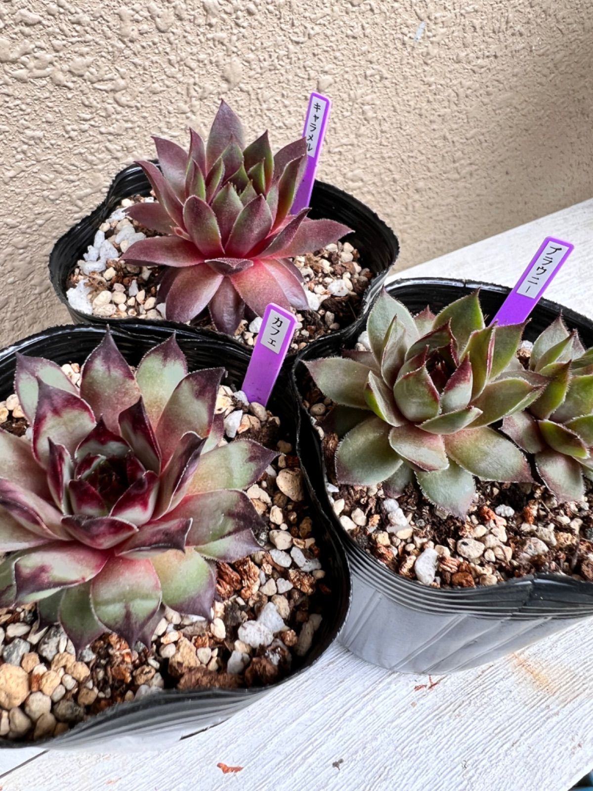 多肉植物 センペルビウム 3種抜き苗 2.5号 - メルカリShops