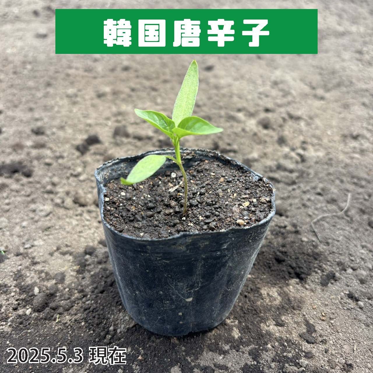 韓国唐辛子 苗 1本（抜き苗） 特別栽培（減農薬・有機農薬を使用