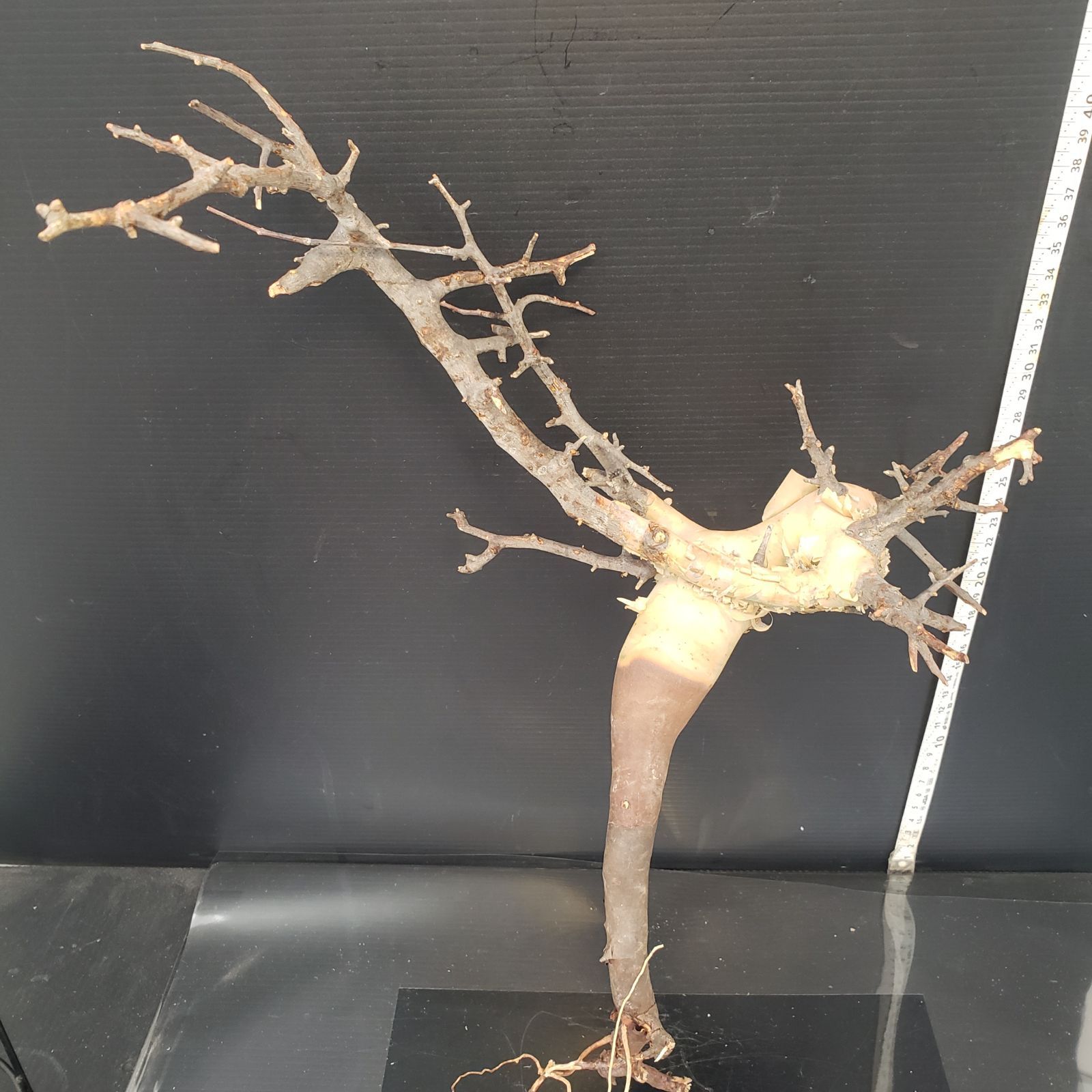 Z430 最新到着 Commiphora カタフピュア 現地球 抜き苗 灌木系 塊根植物 コミュフォラ カタフピュア