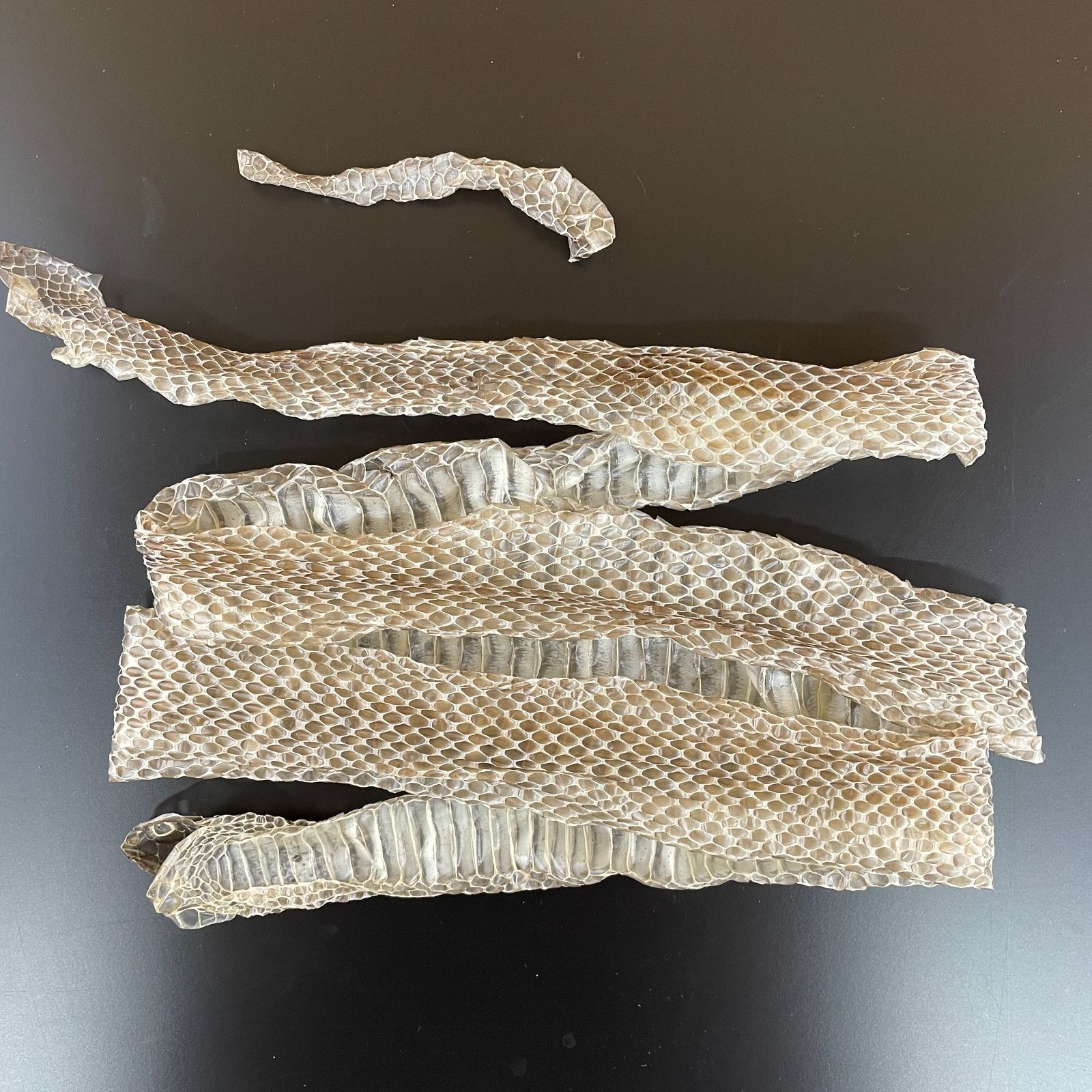 野生ヘビの抜け殻 蛇の抜け殻 約150cm ヘビの抜け殻 - メルカリ