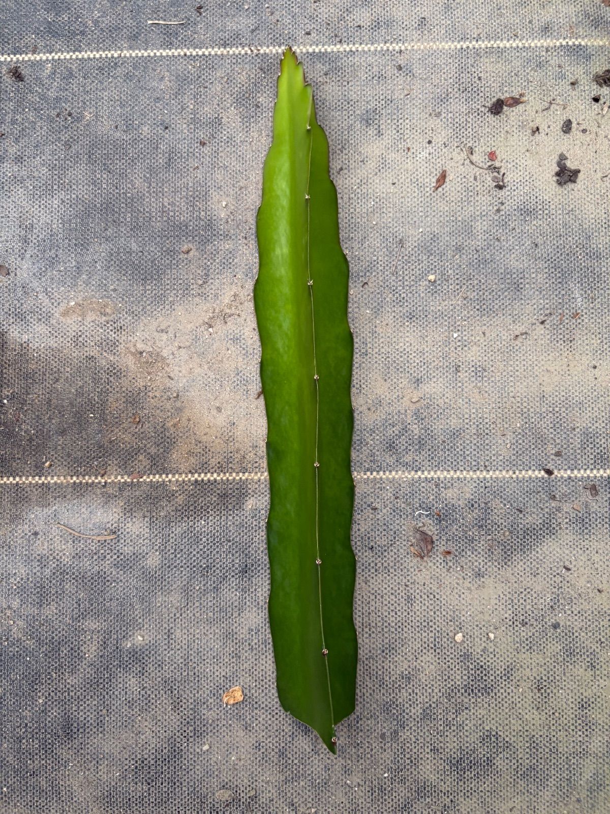 原種 ディッキア Dyckia reitzii rubra large form ディッキア reitzii