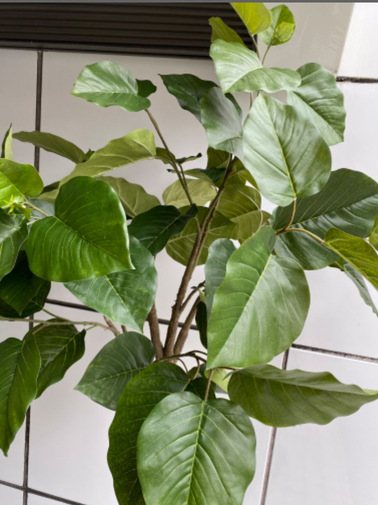 光触媒 人工観葉植物 ウォールグリーン フェイク 組立て式ウンベラータ