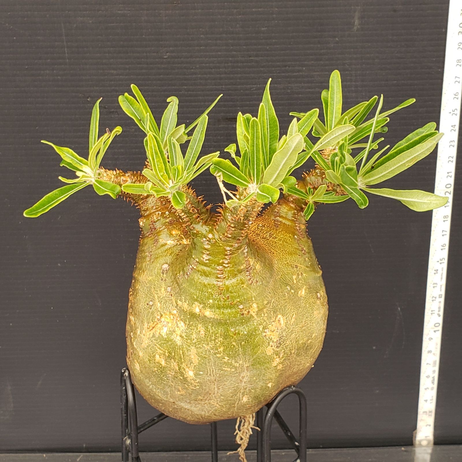 パキポディウム グラキリス 輸入 未発根株 B-27 1、12月18日輸入