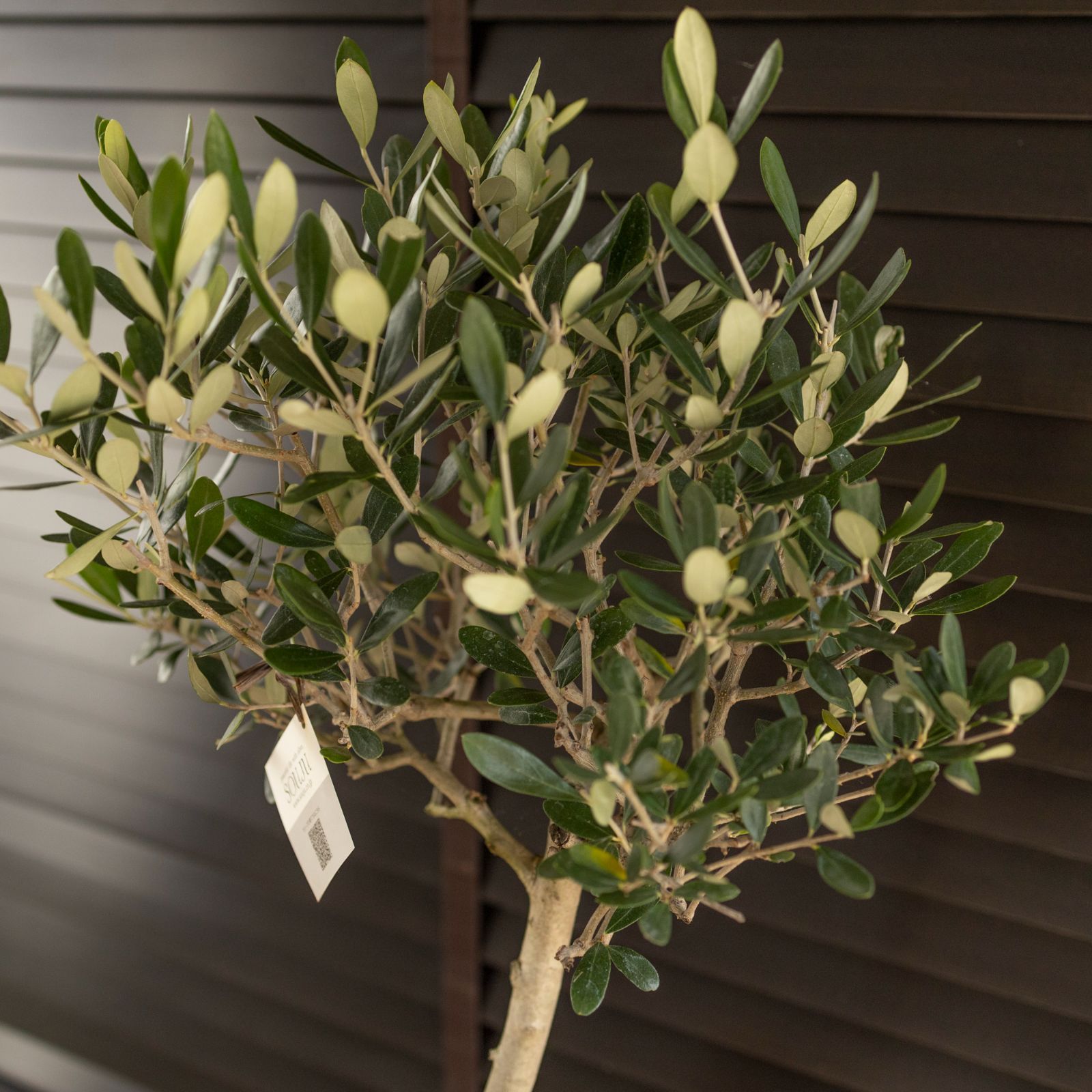 創樹 Olive オリーブの木 SOUJU Lucca ルッカ オリーブ 8号 セメント