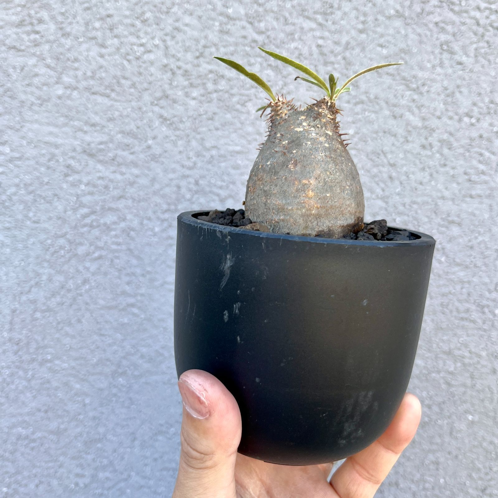 パキポディウム・グラキリス｜Pachypodium rosulatum var. gracilius