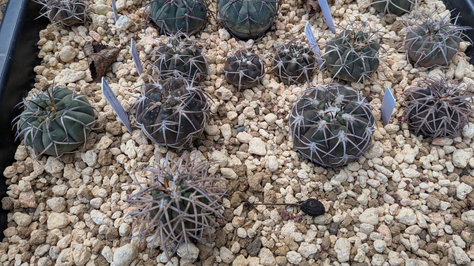 ギムノカリキウム スペガッツィーニ