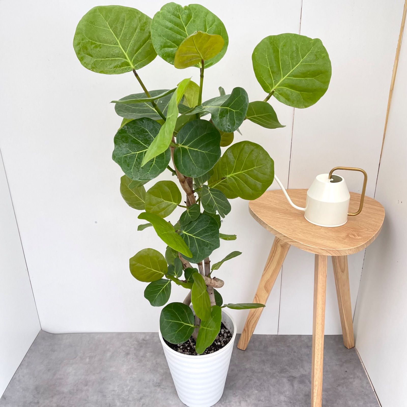 シーグレープ 曲がり 6【現品】観葉植物 大型 - メルカリ