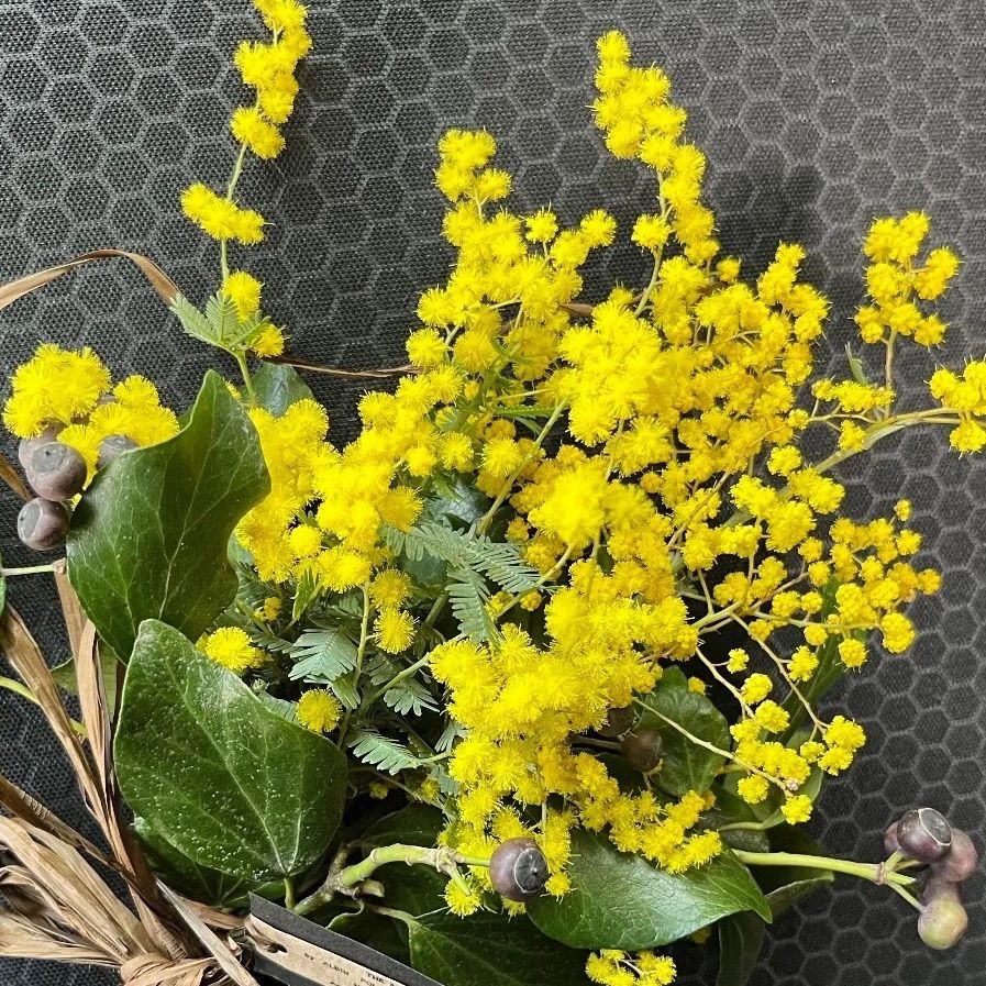 SOLD＊フレッシュ ミモザ スワッグ＊Spring swag ドライ フラワー ミニ