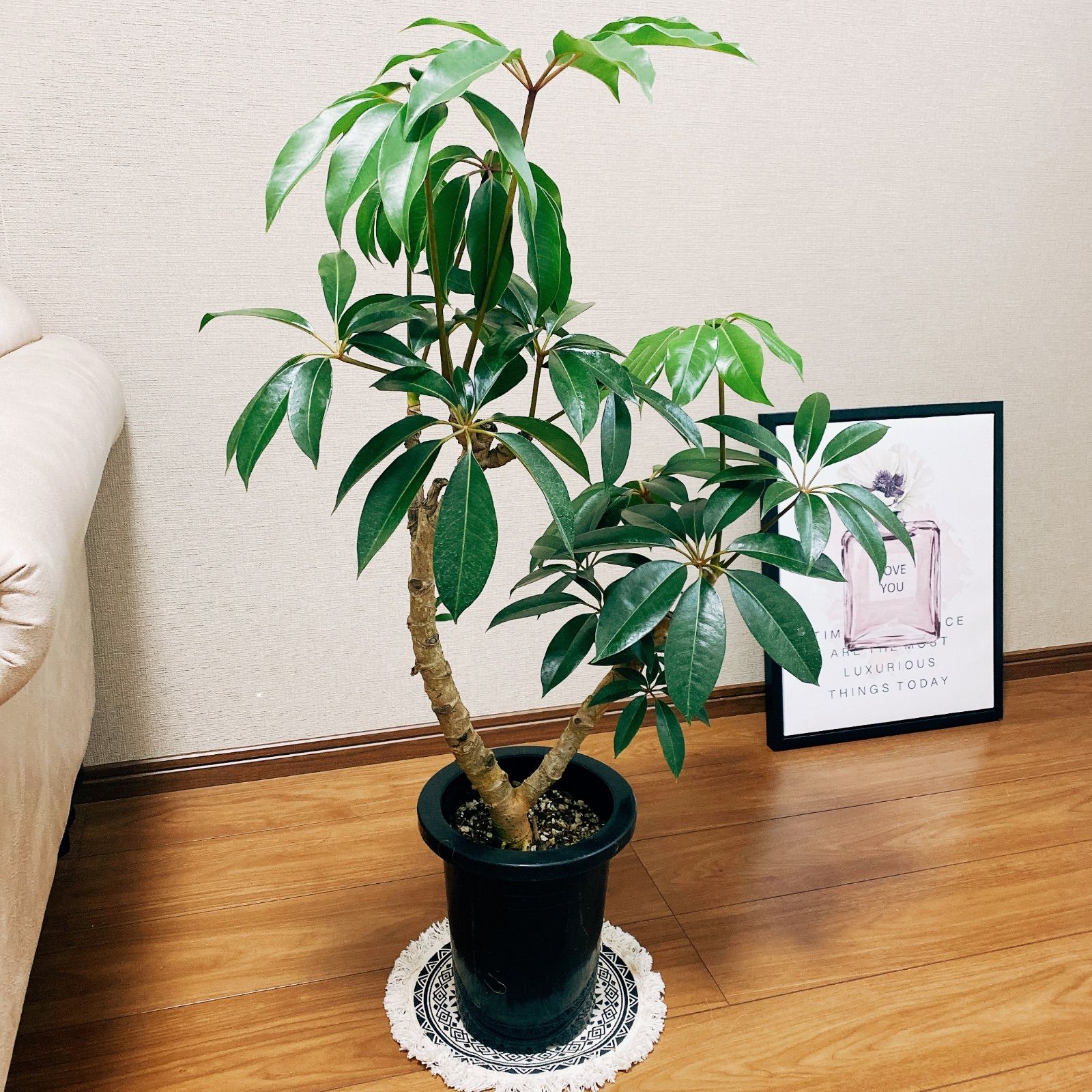 現品］ツピタンサス 7号 プラ鉢 観葉植物 室内 おしゃれ 大きい葉 幸福