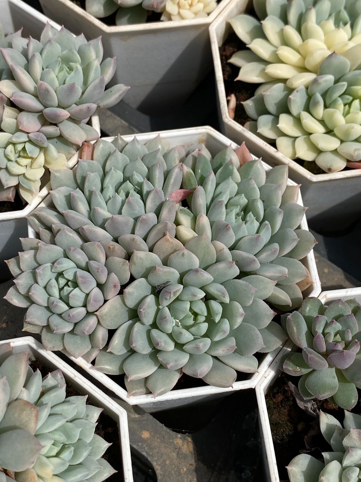 アエオニウム エケベリア