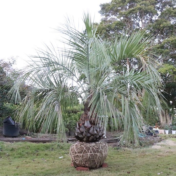 極太幹】3m ココスヤシ ココスヤシ《極太幹・H＝約1 3m》46｜Yahoo!