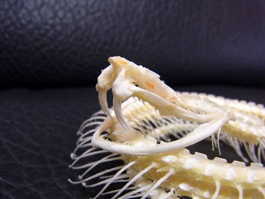 「緑の毒牙」 シロクチアオハブ 骨格標本 ☆ 即納 ☆ 「緑の毒牙」 シロクチアオハブ A 骨格標本（大