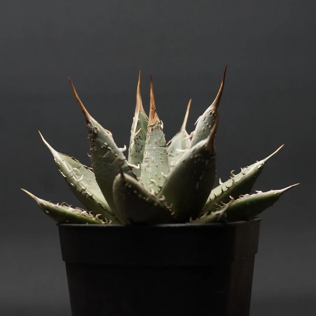 Agave titanota アガベ チタノタ 帝君 管理2189