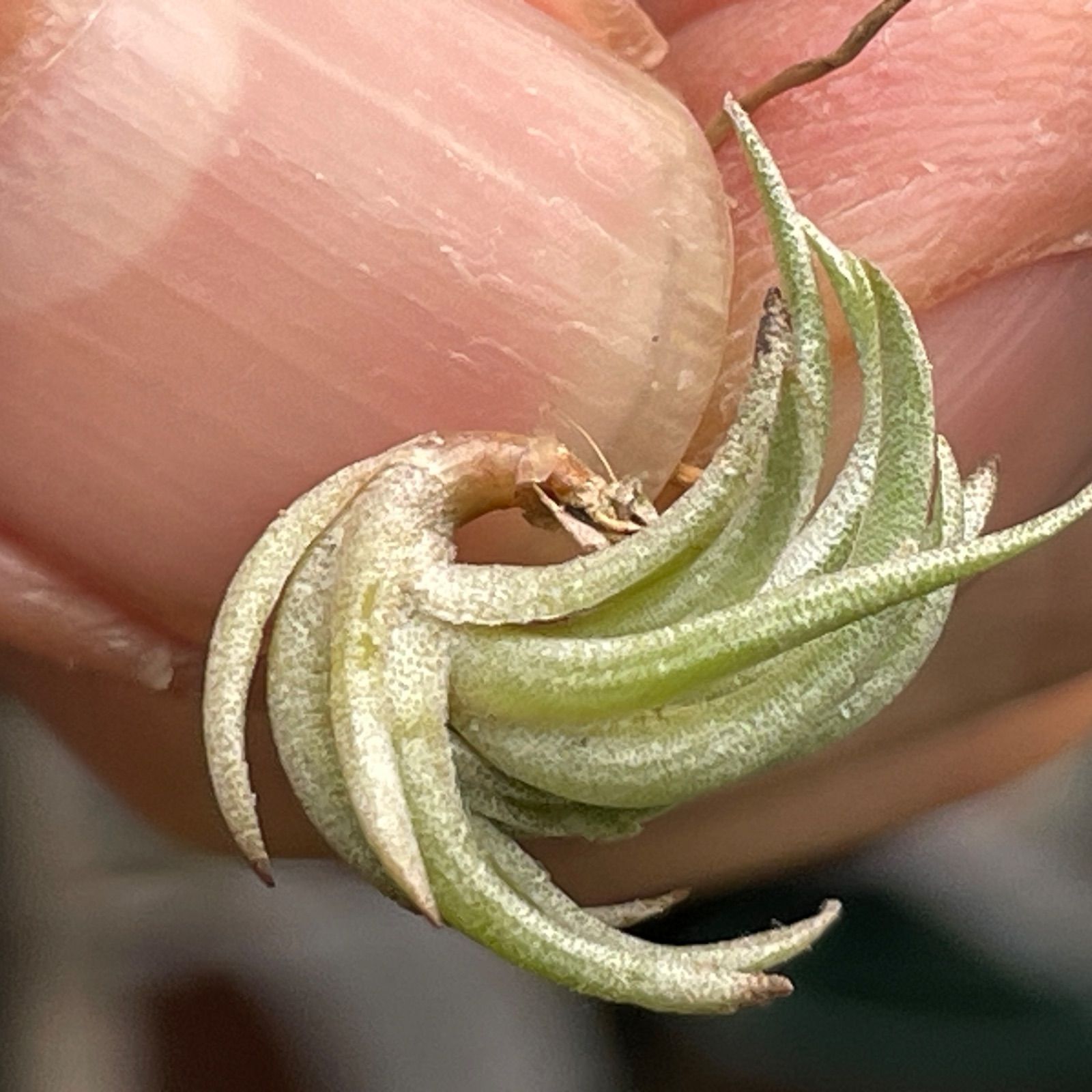エアープランツ　ペイラノイ チランジア ペイラノイ Tillandsia peiranoi エアプランツ