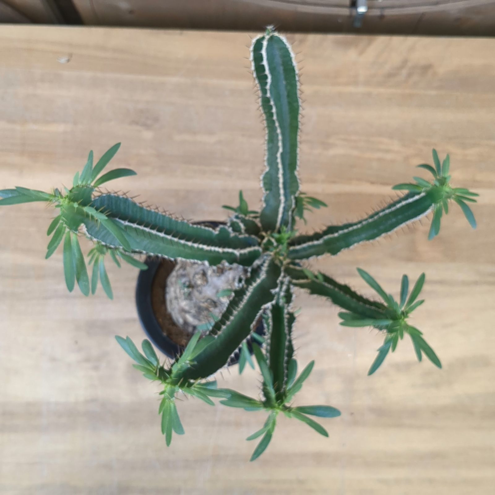 ユーフォルビア ムランジーナ【 稀有 】早いもの勝ち 鉢のまま発送