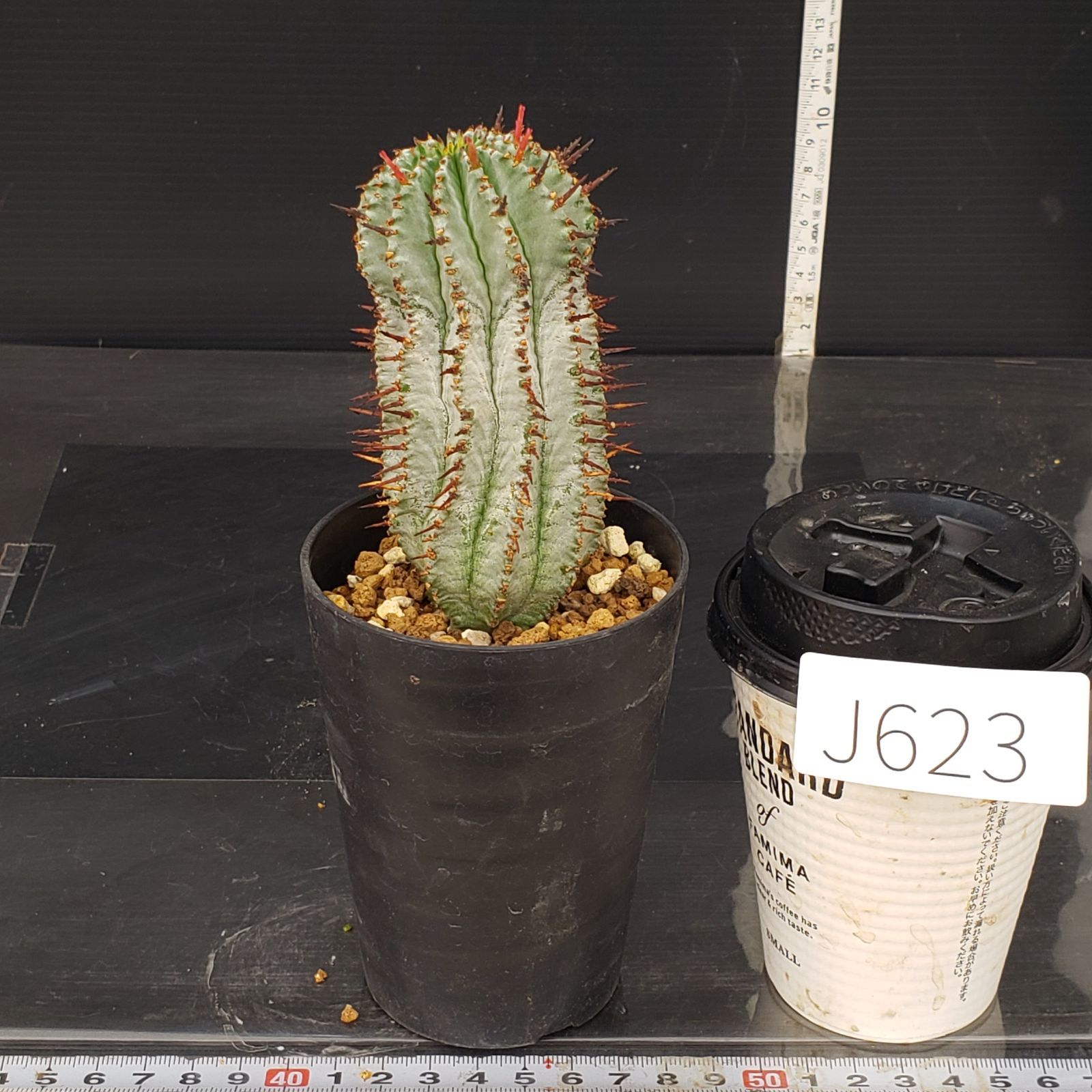 メルカリ便発送☆多肉植物 ホリダ 達磨白虎ハイブリッド(ちょび