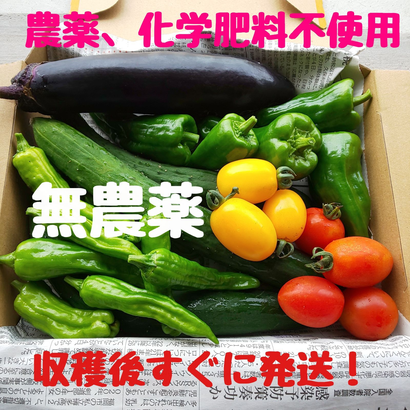 無農薬自家栽培こだわり野菜詰め合わせ ミックス ピーマン ボックス