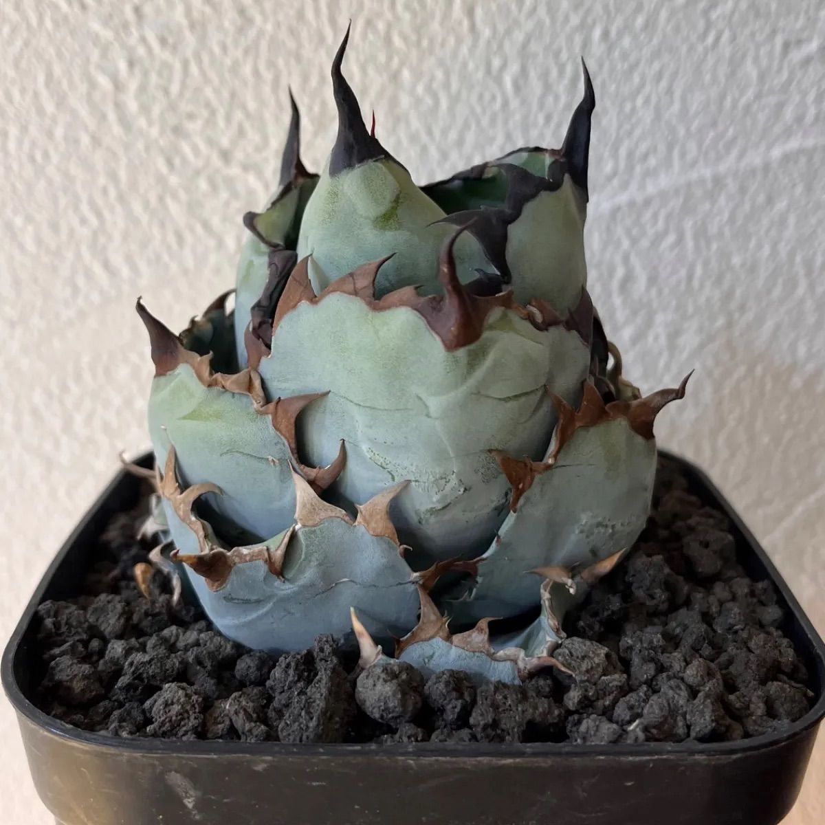 アガベ 笹の雪 サンキング 大株 美発色株 アガベ 笹の雪